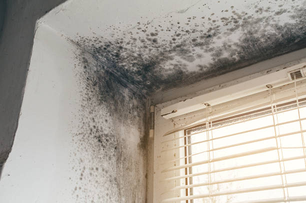 Affordable Mold Cleanup solutions in Jarratt, VA